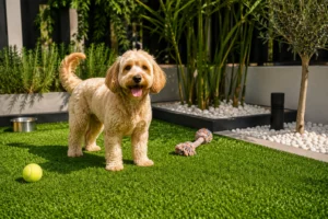 perro jugando en jardin de césped artificial